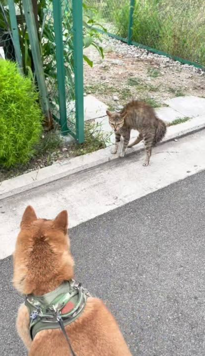 プリケツが現れた